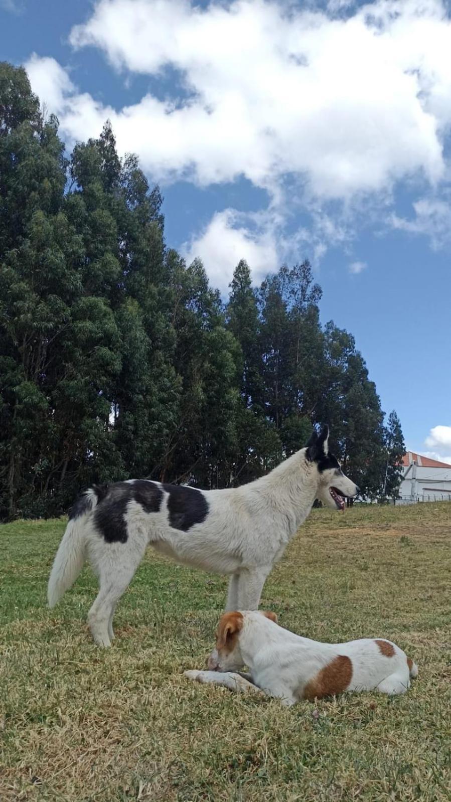 Camping Las Acacias Guatavita Esterno foto